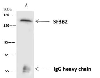 SF3B2 Antibody