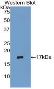 RNASE3 Antibody (aa34-150)