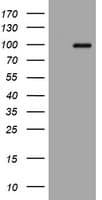 APP / Beta Amyloid Precursor Antibody (clone OTI4C9)