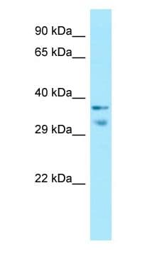 Polyclonal Rabbit anti-Human MRGX1 / MRGPRX1 Antibody (C-Terminus, WB)