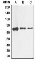 NGFR / CD271 / TNR16 Antibody (Internal)