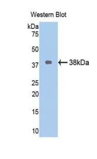 ARG2 / Arginase 2 Antibody (aa23-354)
