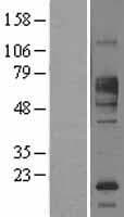 FCRL1 Protein (Over-Expression Lysate Myc-DDK (Flag))