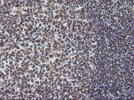 FBXO21 Antibody (clone OTI6E7, Carrier-free)