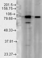 HSP90 / Heat Shock Protein 90 Antibody