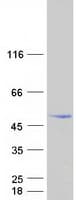 Human C7orf25 Protein (Recombinant Myc-DDK (Flag))