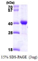 Human DNAJB2 Protein (Recombinant His)