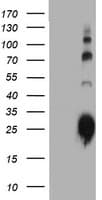 JCHAIN / Ig J Chain Antibody (clone OTI2H8)