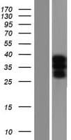 USF2 Protein (Over-Expression Lysate Myc-DDK (Flag))