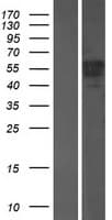 EPS8L3 Protein (Over-Expression Lysate Myc-DDK (Flag))