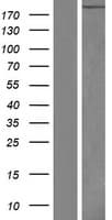LAMA4 / Laminin Alpha 4 Protein (Over-Expression Lysate Myc-DDK (Flag))