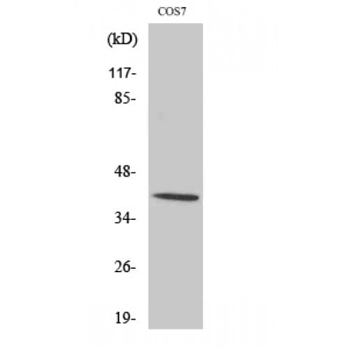 Polyclonal Rabbit anti-Human CRKL Antibody (150-230 aa, IHC, IF, WB)
