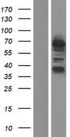 RCOR3 Protein (Over-Expression Lysate Myc-DDK (Flag))