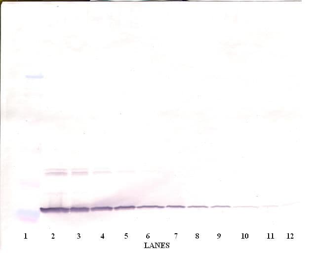 ARTN / Artemin Antibody (Biotin)