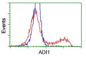 ADI1 / ARD Antibody (clone OTI5C2, Carrier-free)