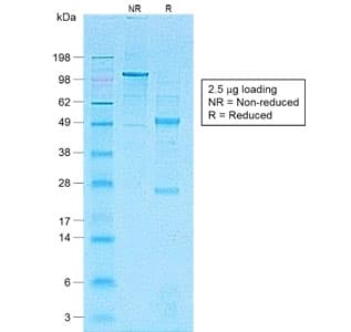 Monoclonal Mouse anti-Human CDH1 / E Cadherin Antibody (clone ECD1-2, Azide-free,BSA-free, IHC, IF, WB)