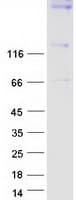 Human SYNJ1 / Synaptojanin Protein (Recombinant Myc-DDK (Flag))