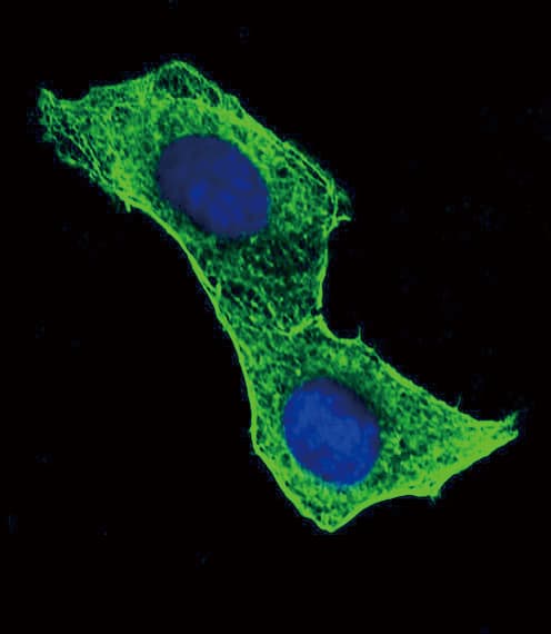 IHC-plus™ ACTB / Beta Actin Antibody (clone 137CT26.1.1)