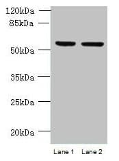 C4orf20 / UFSP2 Antibody