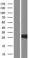 Histone H1t Protein (Over-Expression Lysate Myc-DDK (Flag))