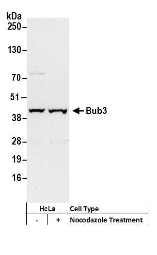 BUB3 Antibody (aa1-50)