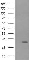 LZIC Antibody (clone OTI5E3)