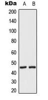 MAP2K2 / MKK2 / MEK2 Antibody (phospho-Thr394)