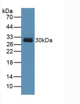 TOLLIP Antibody (aa19-254)
