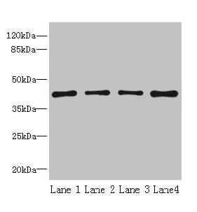 S1PR1 / EDG1 / S1P1 Antibody