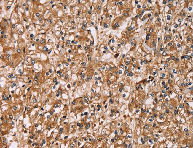 HTR3C / 5-HT3C Receptor Antibody