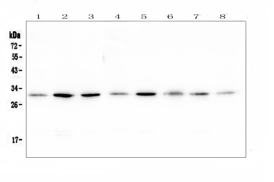 Polyclonal Rabbit anti-Human RPS3 / Ribosomal Protein S3 Antibody (IHC, WB)