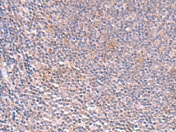 SLC16A7 / MCT2 Antibody