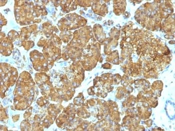 CYCS / Cytochrome c Antibody (aa1-80, clone 7H8.2C12 + CYCS/1010)