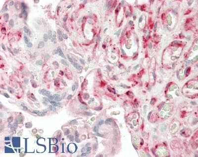 IHC-plus™ Monoclonal Mouse anti-Human DLK1 / Pref-1 Antibody (clone PF299-1, Extracellular Domain, IHC, WB)