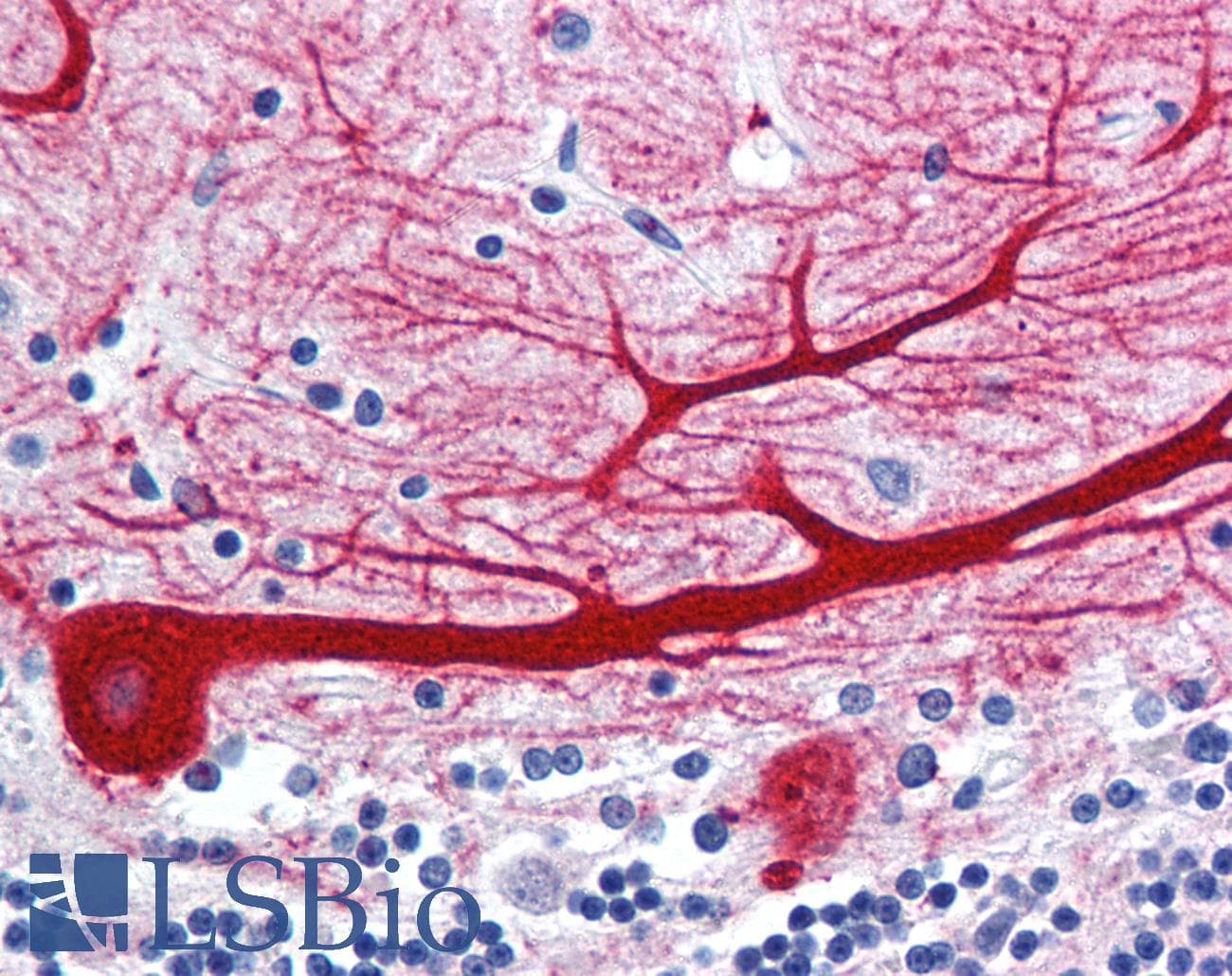 IHC-plus™ WNT10B Antibody (Internal)