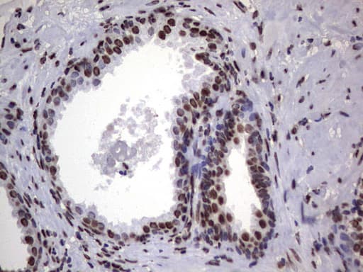 HNRNPL / hnRNP L Antibody (aa270-502, clone OTI9F11)