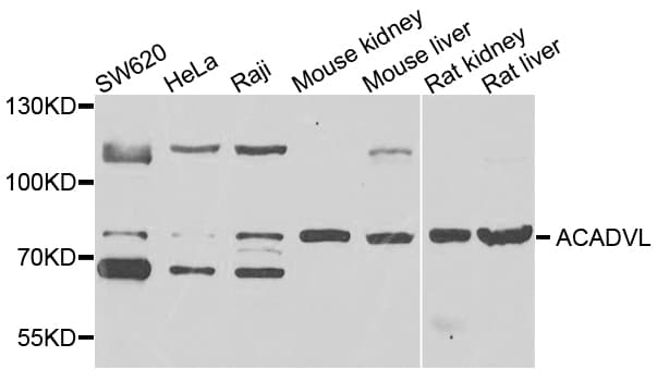 ACADVL Antibody