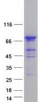 Human TCAB1 / WDR79 Protein (Recombinant Myc-DDK (Flag))