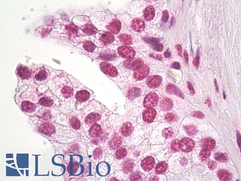 IHC-plus™ HSF1 Antibody (clone 10H8)
