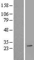 AICDA / AID Protein (Over-Expression Lysate Myc-DDK (Flag))