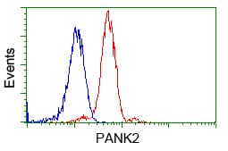 Monoclonal Mouse anti-Human PANK2 Antibody (clone OTI3H9, IHC, IF, WB)