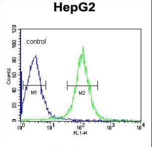 TMPRSS2 / Epitheliasin Antibody (aa314-343)