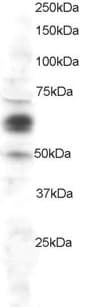 IHC-plus™ PTGS1 / COX-1 Antibody (aa617-630)