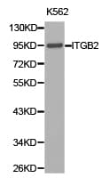 ITGB2 / CD18 Antibody