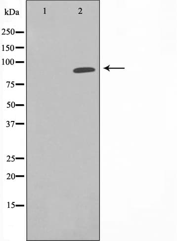 HSP90AA1 / Hsp90 Alpha A1 Antibody