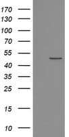 POFUT2 Antibody (clone OTI3A12, Carrier-free)
