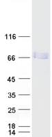 Human NAB2 Protein (Recombinant Myc-DDK (Flag))