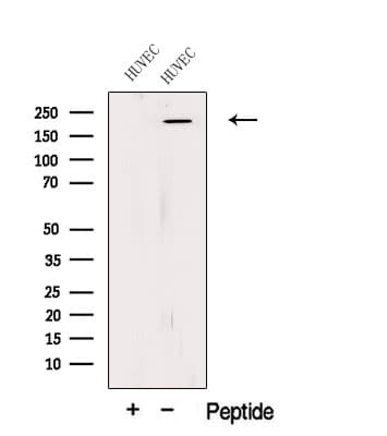 PLXNA1 / Plexin A1 Antibody