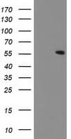 CNDP2 Antibody (clone OTI6D3)