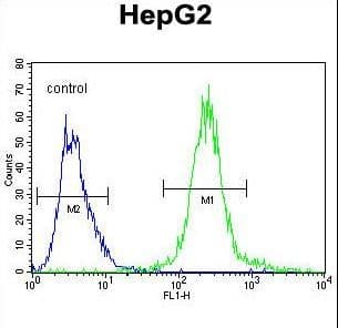 Polyclonal Rabbit anti-Human MAFK Antibody (aa57-85, IHC, WB)